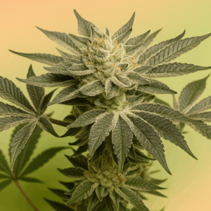 Florida Mintz en floracion de Bluedog Genetics