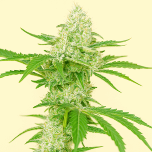 Banana Ice Cream de Bluedog Genetics en floracion
