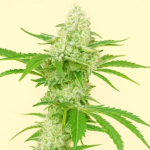 Banana Ice Cream from Bluedog Genetics in bloom