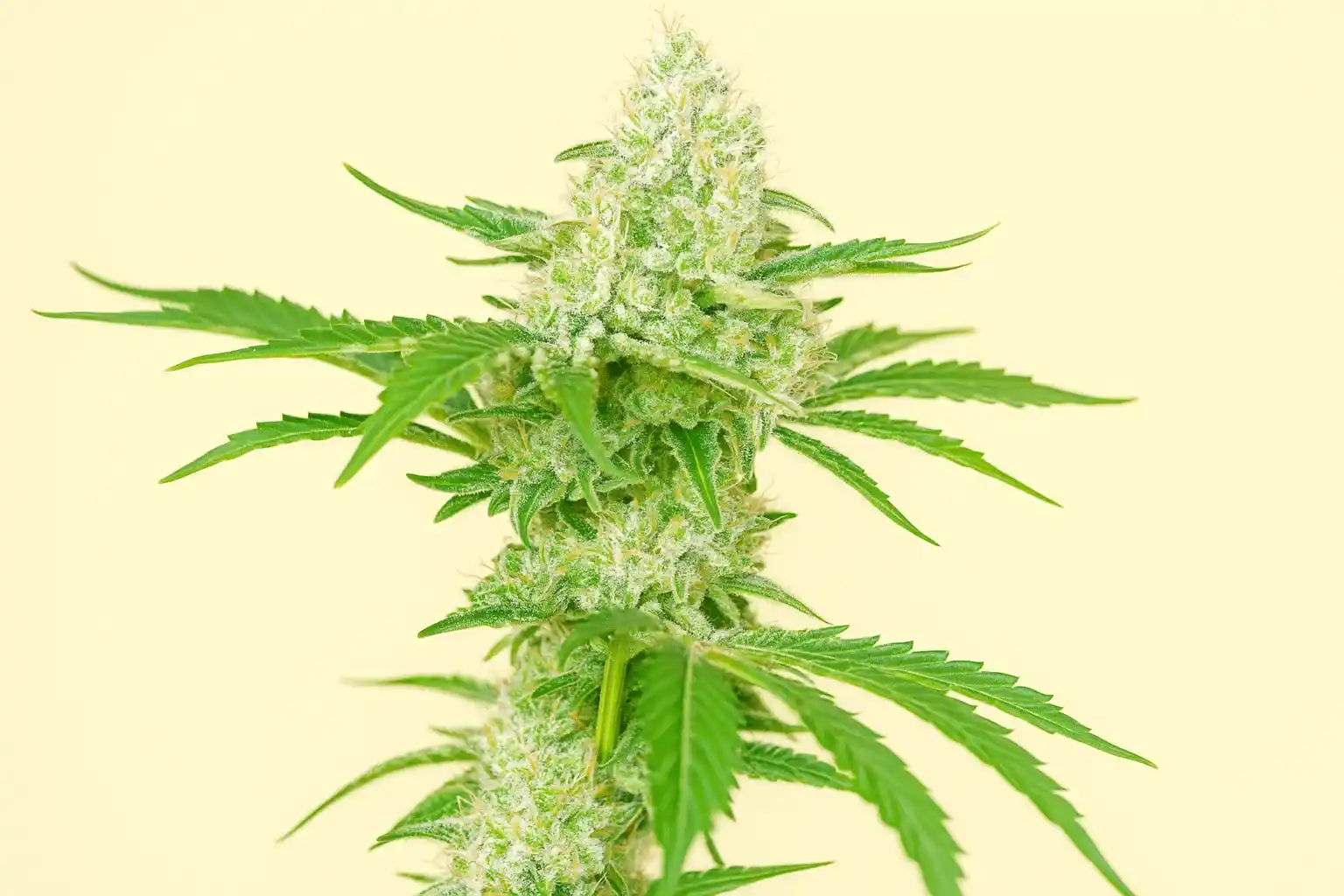Banana Ice Cream de Bluedog Genetics en fleurs