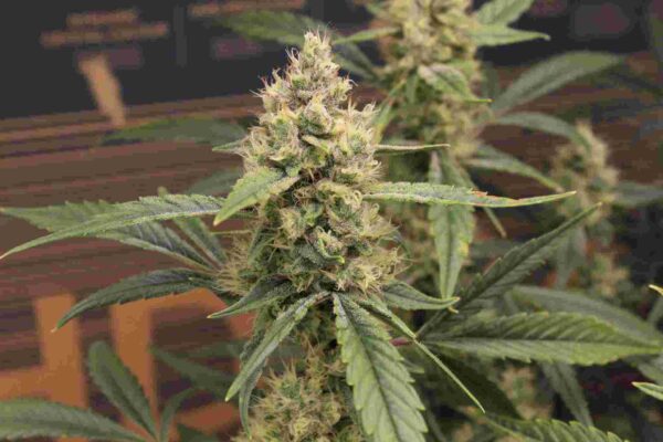 Semillas feminizadas Banana Ice Cream de Bluedog Genetics