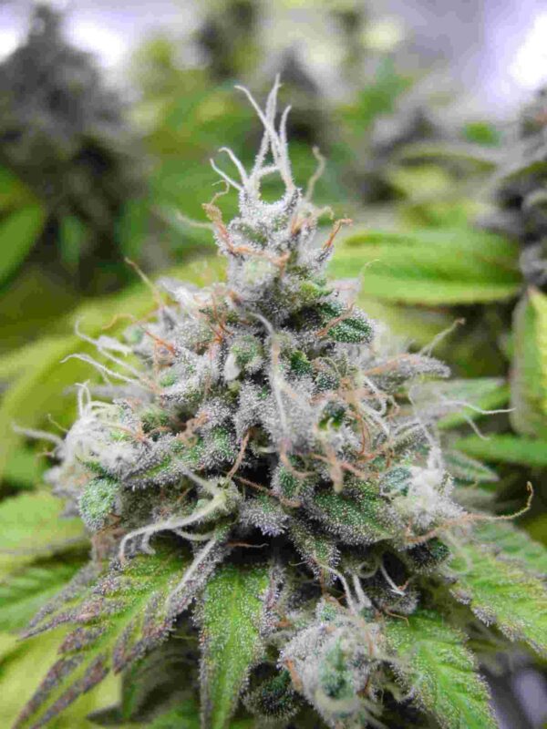 Semillas feminizadas Banana Ice Cream de Bluedog Genetics