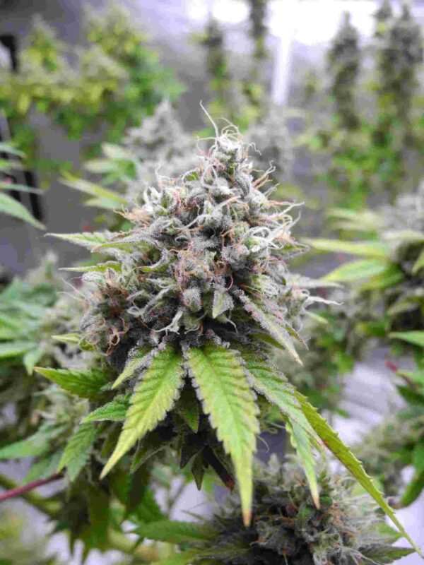 Semillas feminizadas Banana Ice Cream de Bluedog Genetics