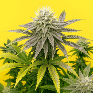 Banana Sherbet de Bluedog Genetics lista para ser cosechada