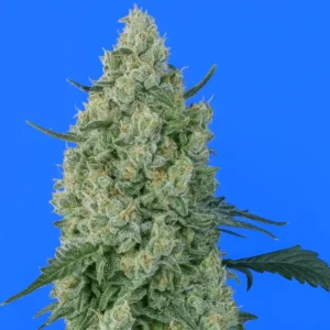 Bluedog Genetics Bluedawg Auto