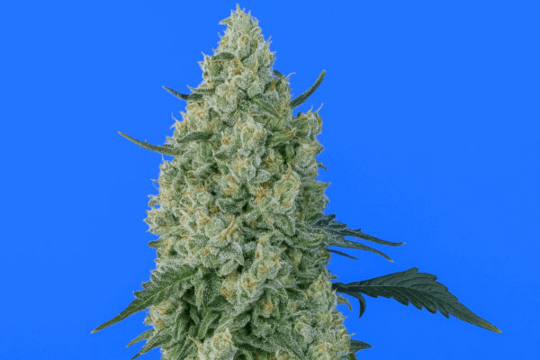 Bluedog Genetics Bluedawg Auto