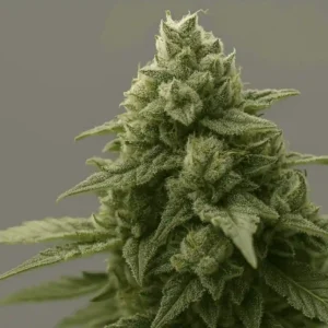 Critical-Widow-Bluedog-Genetics_11zon Critical Widow from Bluedog Genetics in bloom