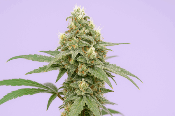 Ethanol Express - Bluedog Genetics