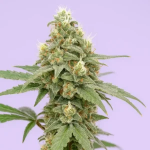 Ethanol Express - Bluedog Genetics