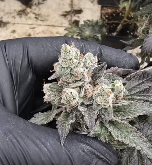 Fizzy Fuel Bud - Bluedog Genetics