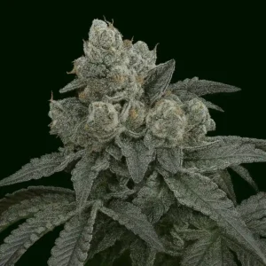 Blueodg Genetics Fizzy Fuel from Bluedog Genetics