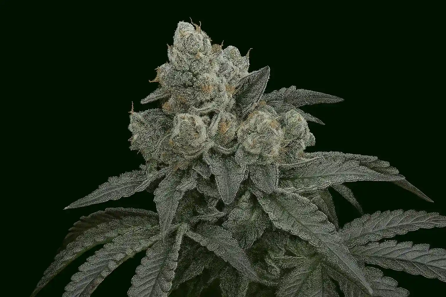 Blueodg Genetics Fizzy Fuel from Bluedog Genetics