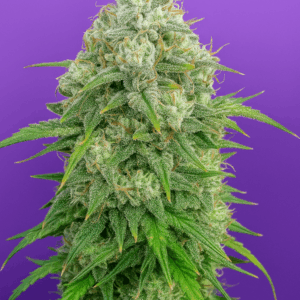 Gelato Auto en floracion de Bluedog Genetics