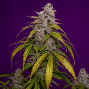 Bluedog Genetics Gelato Auto florecida