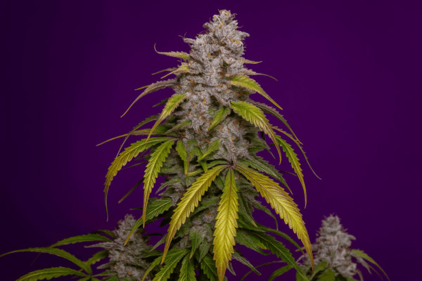 Bluedog Genetics Gelato Auto florecida