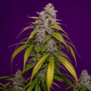 Bluedog Genetics Gelato Auto Flowering