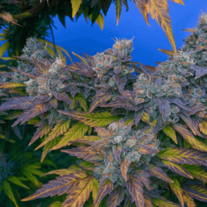 Gelato Pie en floracion