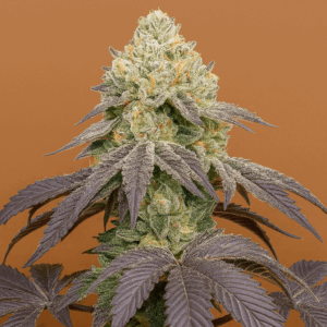 Girl Scout Cookies Auto de Bluedog Genetics Lista para su cosecha