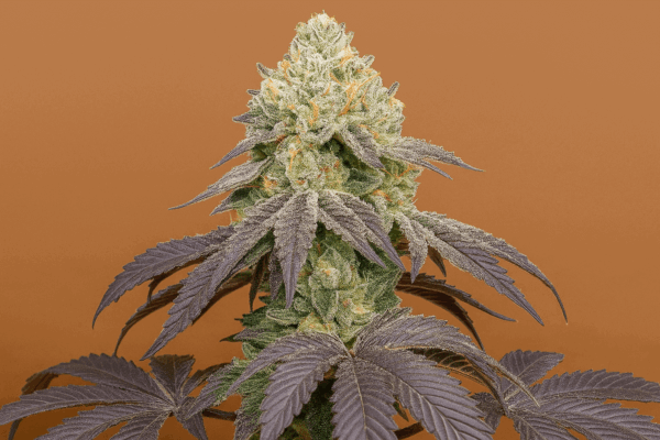 Girl Scout Cookies Auto de Bluedog Genetics Lista para su cosecha