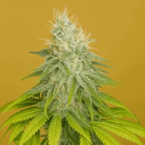 Honey Haze en floracion de Bluedog Genetics
