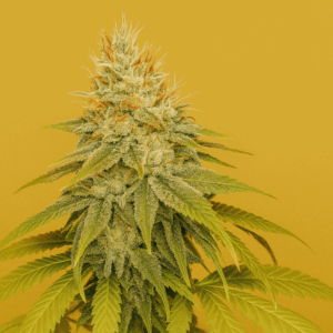 Honey Haze de Bluedog Genetics