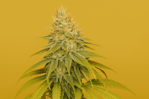 Honey Haze de Bluedog Genetics