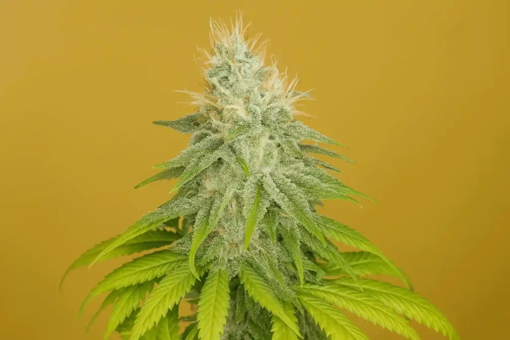 Honey Haze