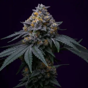 Mendocino Moonrocks in bloom from Bluedog Genetics