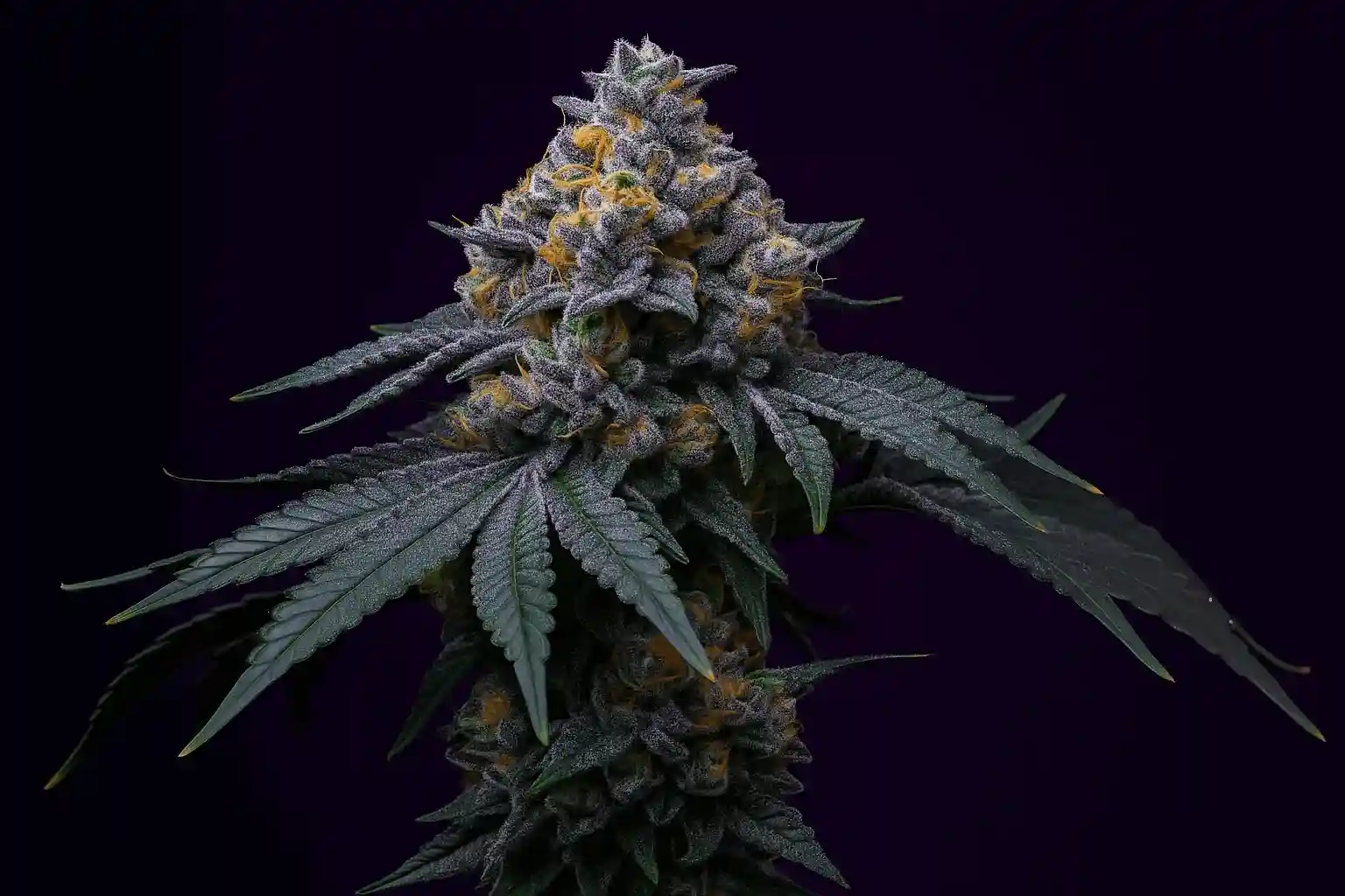 Mendocino Moonrocks in bloom from Bluedog Genetics