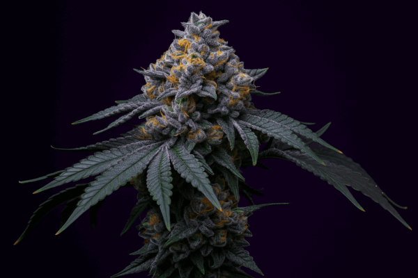Mendocino Moonrocks en floracion de Bluedog Genetics