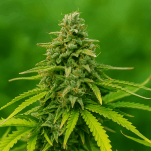 Money Tree de bluedog Genetics