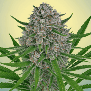 Pacific Coast Lemon Haze lista para la cosecha