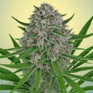 Pacific Coast Lemon Haze ready for harvest