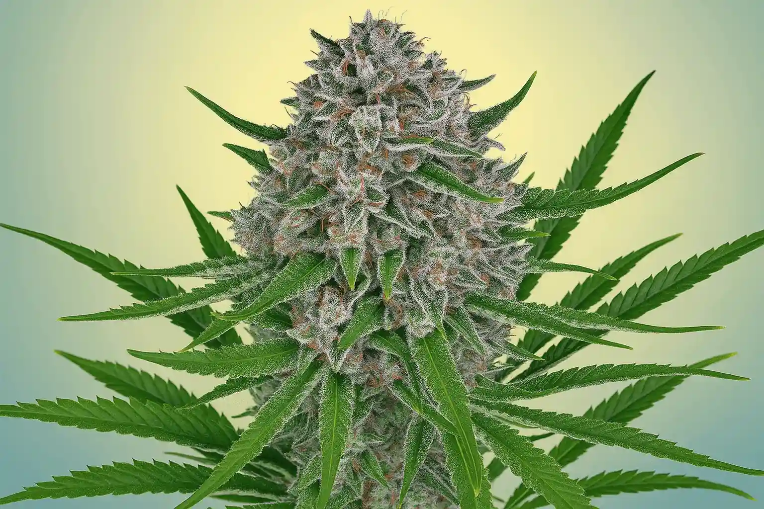 Pacific Coast Lemon Haze lista para la cosecha