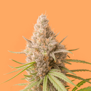 Papaya Kush Auto de Bluedog Genetics