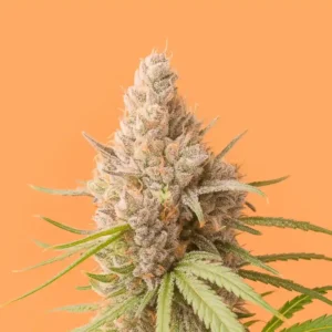 Papaya Kush Auto from Bluedog Genetics