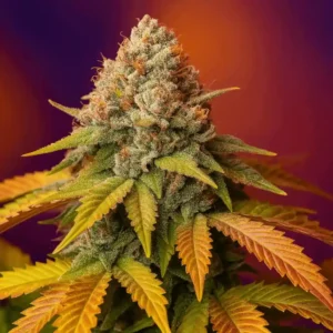 Passion fruit paradise of Bluedog Genetics in bloom