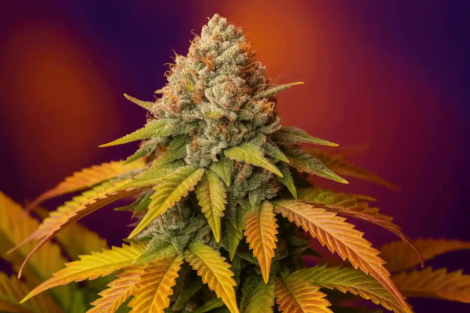 Le paradis du fruit de la passion de Bluedog Genetics en fleurs