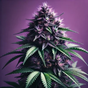 Purple Rain autoflowering Samen