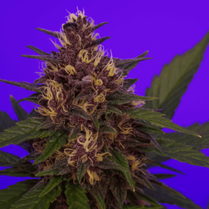 Purple Rain en floracion del banco bluedog genetics