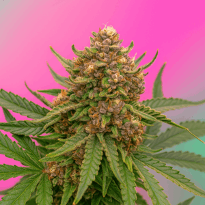 Runtz Auto en floracion