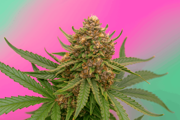 Runtz Auto en floracion