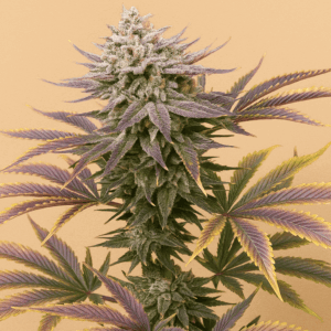 Strawberry-Banana-Pie-Bluedog-Genetics