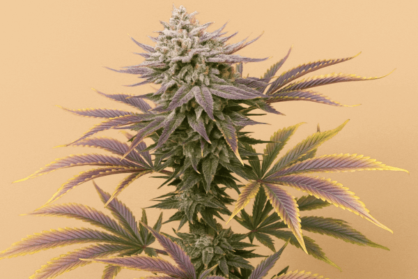 Strawberry-Banana-Pie-Bluedog-Genetics