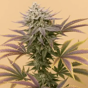 Strawberry-Banana-Pie-Bluedog-Genetics