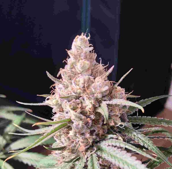 Papaya Kush Bluedog Genetics Autofloreciente