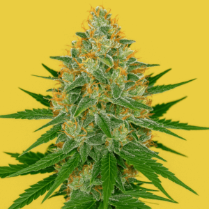 Cheesedawg en floracion de Bluedog Genetics