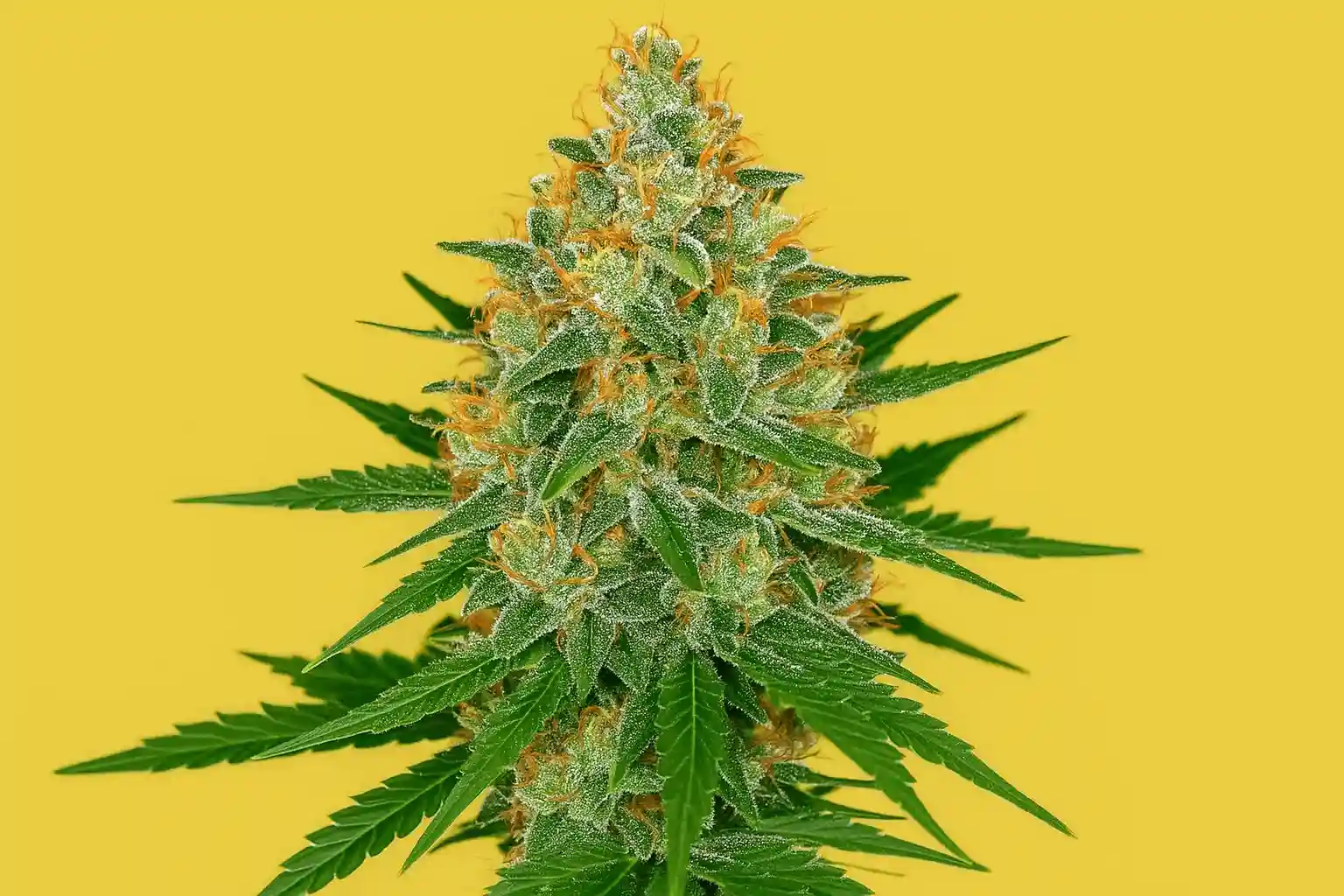 Cheesedawg en floracion de Bluedog Genetics