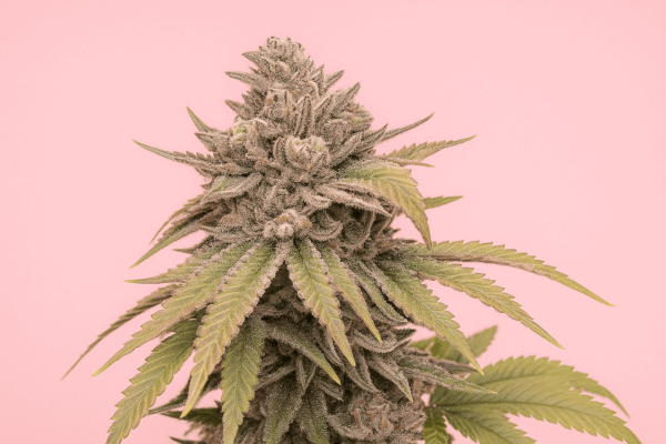 Gelato x Zookies de Bluedog Genetics