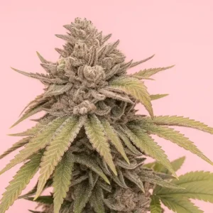 Gelato x Zookies from Bluedog Genetics